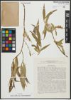 Foto von Salix alba subsp. micans (Andersson) Rech. f.